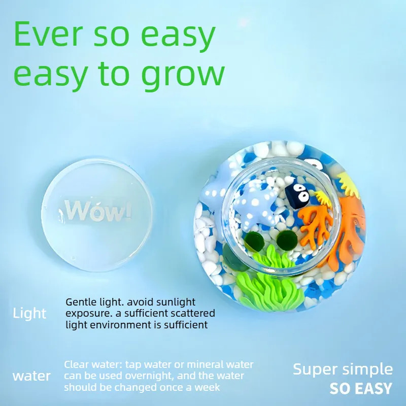 Marimo Moss Ball Globe Terrari - Plant Desk Mini 评论和价格