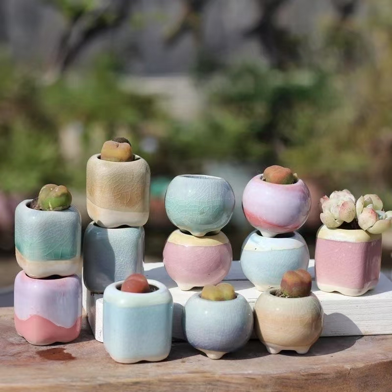 6Pcs Mini Flowerpot Succulents - Plant Desk Mini 评论和价格