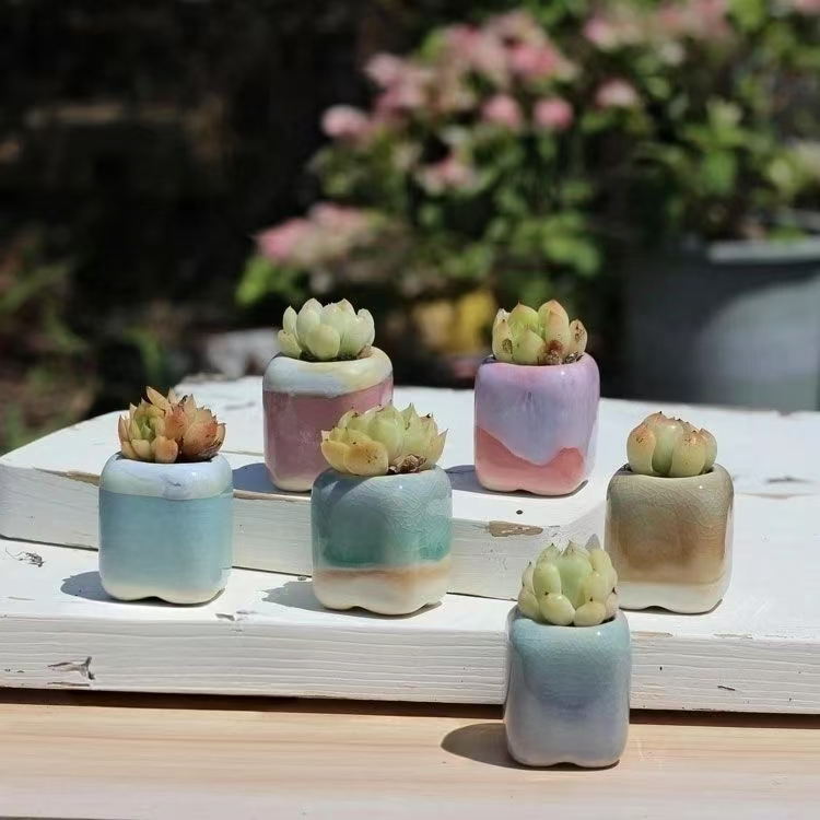 6Pcs Mini Flowerpot Succulents - Plant Desk Mini 评论和价格